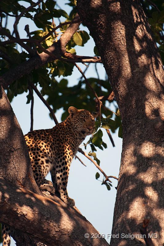 20090613_115215 D300 X1.jpg - Leopards are more common than Cheetah in Southern Africa, although they are still relatively difficult to spot.